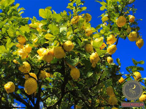 Lemon Seed Dreams: Unveiling the Significance and Symbolism