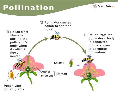 Lepidoptera's role in pollination