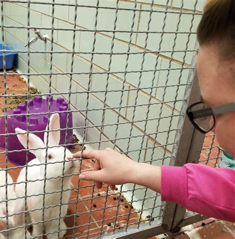 Let's Dive into the World of Rabbit Care and Interaction