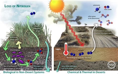 Life Awakens: The Ecological Impact of Arid Region Precipitation