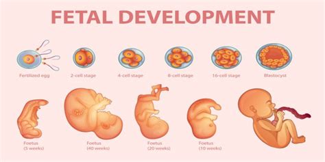 Life Stage and Day of Birth