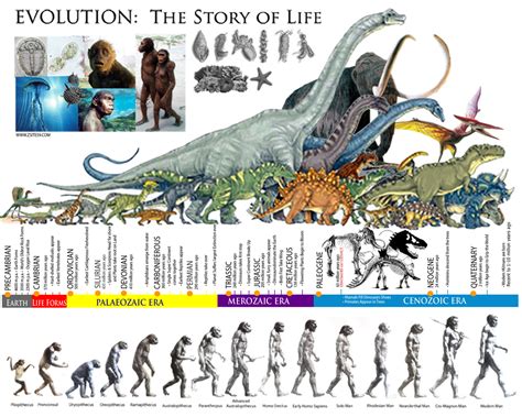 Life Story Evolution