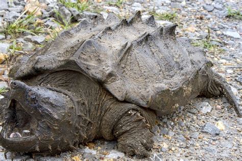 Life in the Shadows: Exploring the Elusive Nature of Massive Snapping Turtles