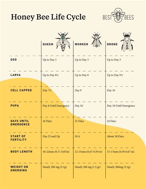 Lifespan of Honey Bees