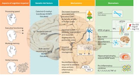 Lifestyle Changes and Rehabilitation for Patients with Cognitive Impairment