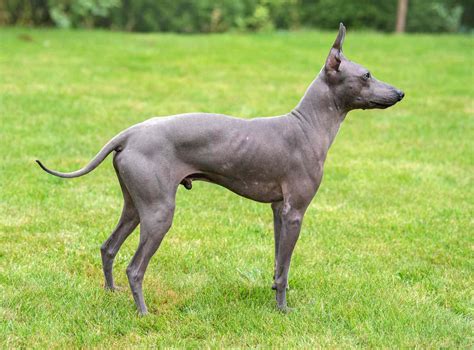 Lifestyle Considerations for Owners of Hairless Canine Companions