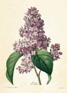 Lilac Trees in Literature and Art