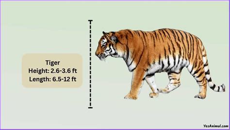 Lili Tiger Height Measurement