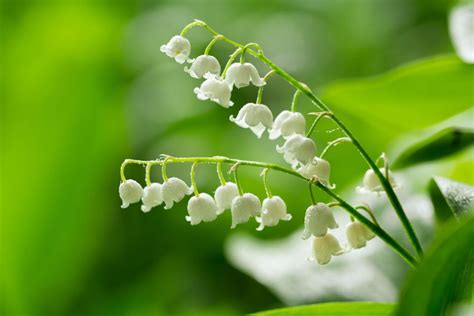 Lily Of The Valley: A Cherished Blossom with Profound Symbolism