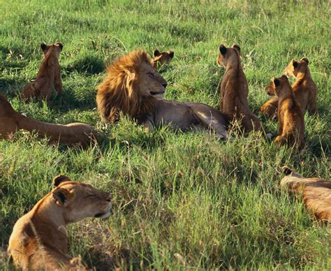 Lion Needs and Habitat: Challenges of Caring for a Wild Animal