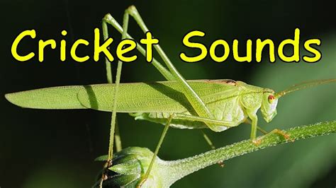 Listening to the Chirps: Interpreting the Sound of Crickets in Dreamland