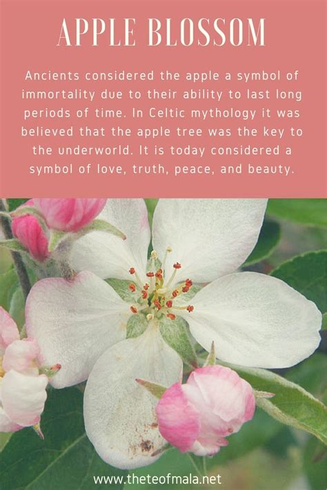 Literary References to Symbolism of Apple Blossom