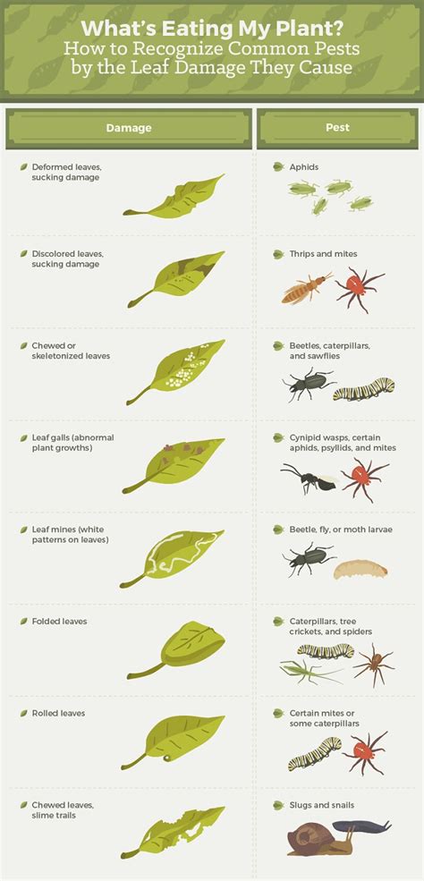 Living With Tiny Sweet-Eating Insects: Techniques for Prevention and Control