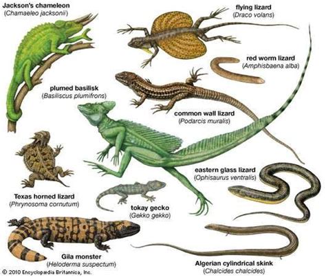 Lizard-Like Traits: Exploring the Personality Characteristics Represented by the Enormous Reptile