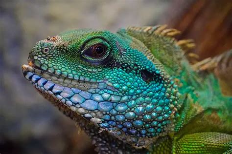 Lizards as Pets: A Comprehensive Guide