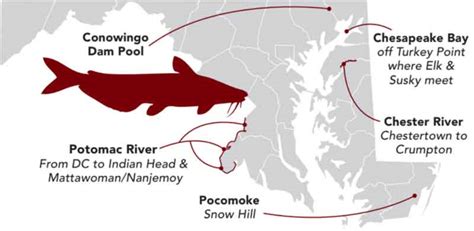 Locating Hotspots: Discovering the Prime Locations for Capturing Enormous Catfish