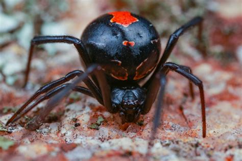 Locating the Habitat of the Enormous Redback Arachnid