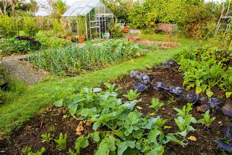 Locating the Ideal Spot for your Vegetable Patch