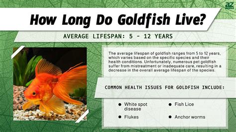 Long-Term Commitment: Understanding the Lifespan of Goldfish and their Growth