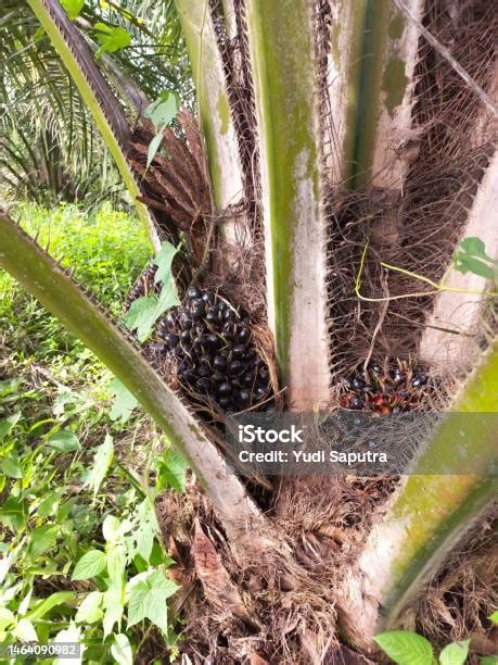 Looking Towards a Profitable Future in the Thriving Palm Fruit Sector