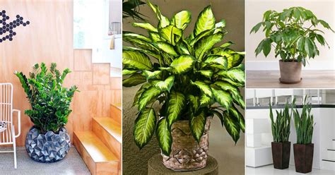 Low Maintenance Houseplants: Easy-Care Foliage for Busy Individuals