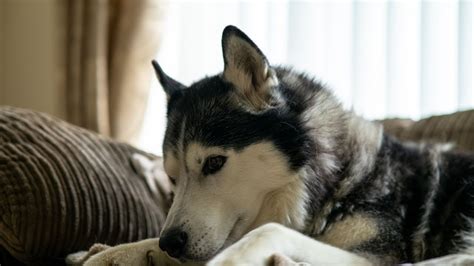 Loyalty that Runs Deep: The Bond Between Humans and Huskies