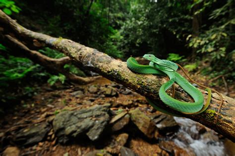 Lush Green Habitats: Discovering the Natural Dwellings of Emerald Serpents