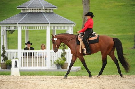 Lynn Palm - A True Equestrian Icon