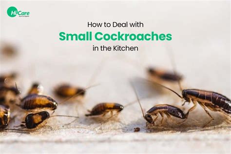 Maintaining Emotional Well-being: Dealing with Nightmares about Cockroaches