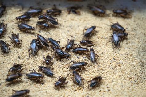 Maintaining Hygiene: Tips for Cleaning Your Cricket's Enclosure