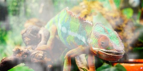 Maintaining Optimal Temperature and Humidity Levels for Your Chameleon's Well-being