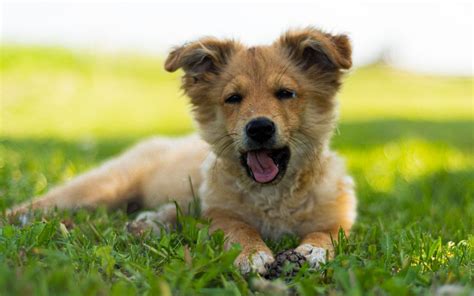 Maintaining Your Canine Companion's Well-being: Tips for Preventive Care