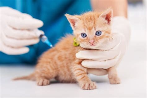 Maintaining Your Kitten's Well-being: A Focus on Health and Vaccinations