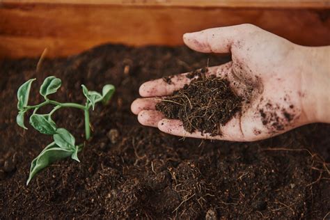 Maintaining a Clean Garden: Tips for Long-Term Soil Health