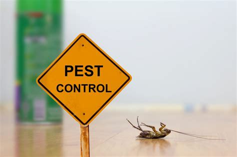 Maintaining a Pest-Free Environment in Your Home