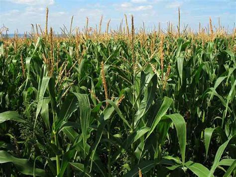 Maize: A Versatile Crop with Endless Applications