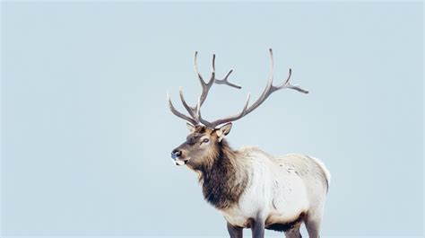 Majestic Antlers: A Reflection of Strength, Virility, and Dominance in the Animal Kingdom