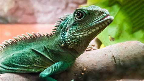 Making Your Dream a Reality: Guide to Bringing a Reptile Companion Into Your Life