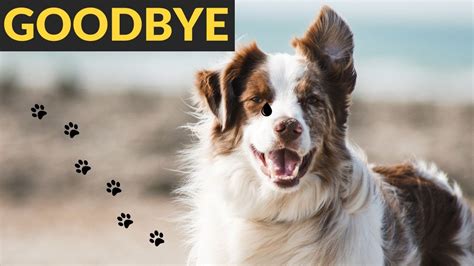 Making the Final Decision: Navigating the Challenges of Saying Goodbye to Your Beloved Pet