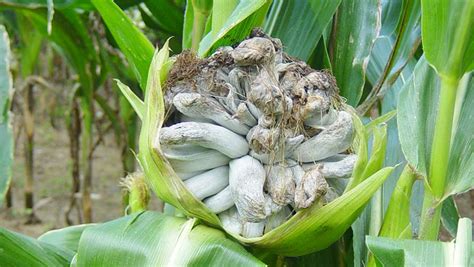 Managing Maize Plant Diseases: Recognizing and Conquering Common Challenges