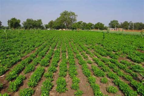 Managing Pests and Diseases in Groundnut Farming: Strategies for Identification and Control