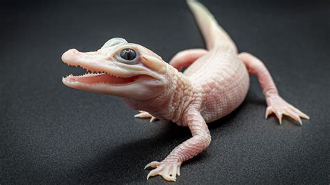 Marveling at the Mystique of a Rare White Reptile