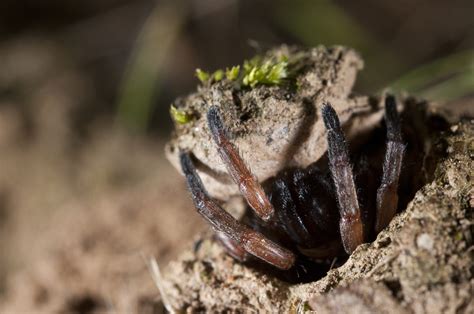 Master Architects: Unraveling the Intricate Homes crafted by Trapdoor Spiders