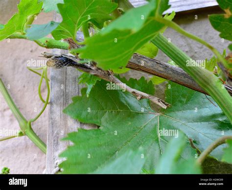 Master of Disguise: Unveiling the Camouflaging Abilities of the Praying Mantis