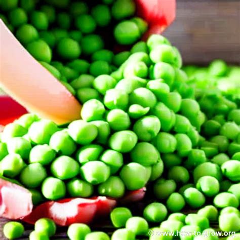 Master the Art of Growing Peas: Essential Tips and Expert Advice