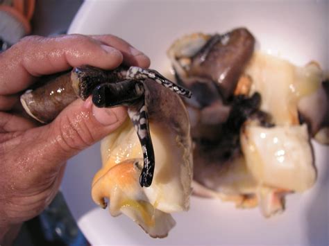 Master the Art of Preparing and Cooking Conch