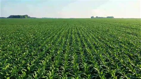 Mastering Corn Cultivation: Insider Tips for a Bumper Crop