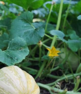 Mastering Essential Techniques for Enhancing Squash Growth