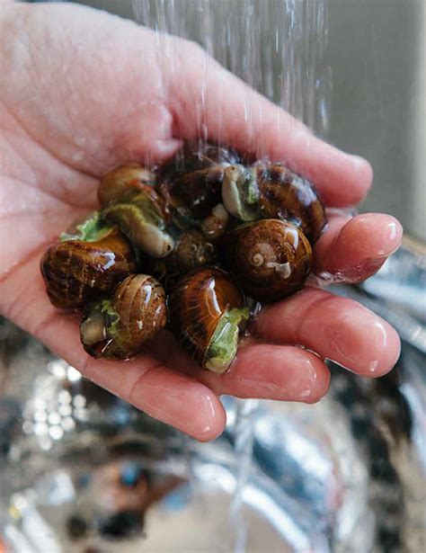 Mastering the Art of Cleaning and Preparing Fresh Snails