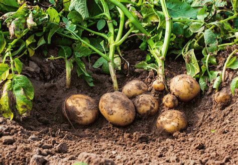 Mastering the Art of Effective Potato Planting Techniques